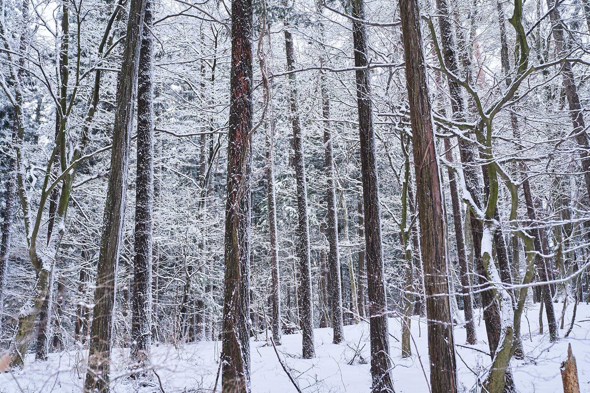Grand Seiko Studio Shizukuishi nature, white birch trees in snow